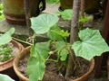 Cucumis sativus